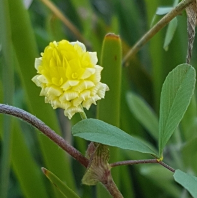 Trifolium campestre (Hop Clover) at Dunlop, ACT - 15 Oct 2020 by trevorpreston