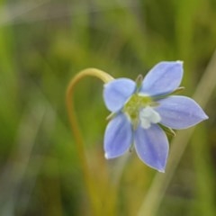 Wahlenbergia sp. (Bluebell) at Dunlop, ACT - 15 Oct 2020 by trevorpreston