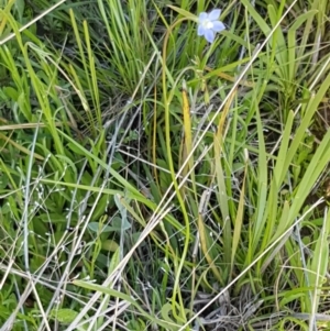 Wahlenbergia sp. at Dunlop, ACT - 15 Oct 2020 04:33 PM