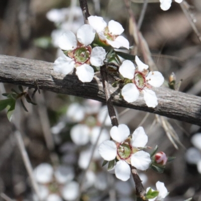 Gaudium multicaule (Teatree) at O'Connor, ACT - 15 Oct 2020 by ConBoekel