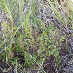 Cheilanthes sieberi (Rock Fern) at Dunlop, ACT - 15 Oct 2020 by trevorpreston