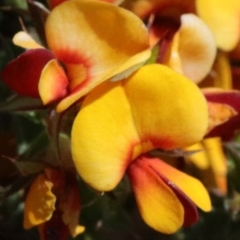 Pultenaea procumbens (Bush Pea) at Dryandra St Woodland - 15 Oct 2020 by ConBoekel