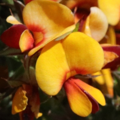 Pultenaea procumbens (Bush Pea) at Dryandra St Woodland - 15 Oct 2020 by ConBoekel