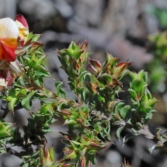 Pultenaea procumbens at O'Connor, ACT - 15 Oct 2020