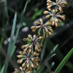 Lomandra multiflora (Many-flowered Matrush) at O'Connor, ACT - 15 Oct 2020 by ConBoekel