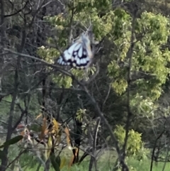 Belenois java (Caper White) at Mount Taylor - 14 Oct 2020 by George