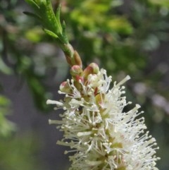 Melaleuca parvistaminea (Small-flowered Honey-myrtle) at Dryandra St Woodland - 15 Oct 2020 by ConBoekel