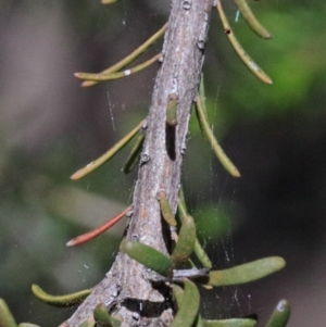 Melaleuca parvistaminea at Acton, ACT - 15 Oct 2020 02:11 PM