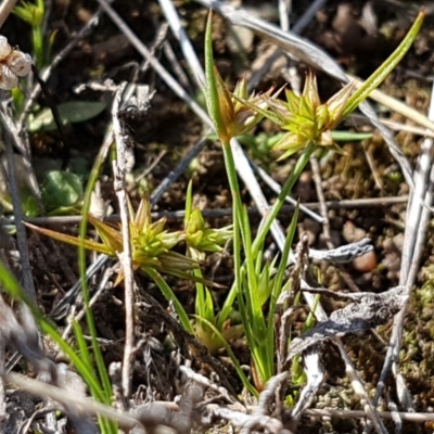 Juncus capitatus (Dwarf Rush) at Dunlop Grasslands - 15 Oct 2020 by tpreston