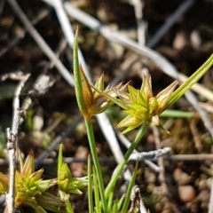 Juncus capitatus at Dunlop, ACT - 15 Oct 2020 04:35 PM