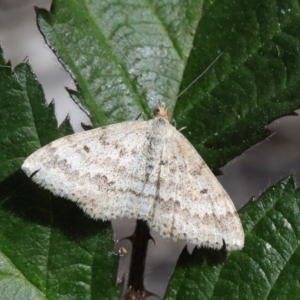 Scopula rubraria at O'Connor, ACT - 15 Oct 2020