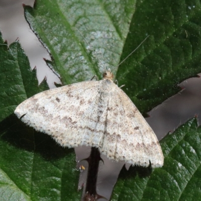 Scopula rubraria (Reddish Wave, Plantain Moth) at Dryandra St Woodland - 15 Oct 2020 by ConBoekel