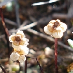 Asterella drummondii (A thallose liverwort) at Dunlop Grasslands - 15 Oct 2020 by tpreston