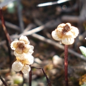 Asterella drummondii at Dunlop, ACT - 15 Oct 2020