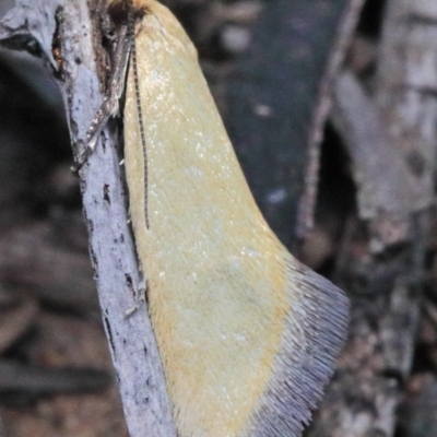 Microbela allocoma (A concealer moth) at Dryandra St Woodland - 15 Oct 2020 by ConBoekel