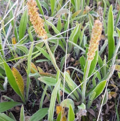 Plantago varia (Native Plaintain) at Dunlop, ACT - 15 Oct 2020 by tpreston