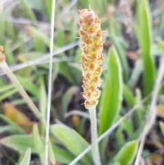 Plantago varia at Dunlop, ACT - 15 Oct 2020