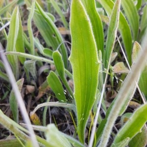 Plantago varia at Dunlop, ACT - 15 Oct 2020