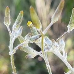 Senecio quadridentatus (Cotton Fireweed) at Dunlop, ACT - 15 Oct 2020 by trevorpreston