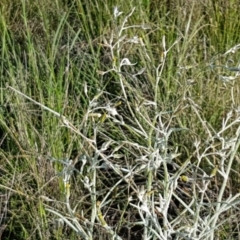 Senecio quadridentatus at Dunlop, ACT - 15 Oct 2020