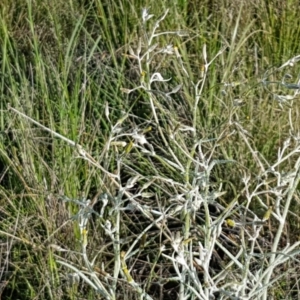 Senecio quadridentatus at Dunlop, ACT - 15 Oct 2020