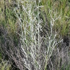 Senecio quadridentatus at Dunlop, ACT - 15 Oct 2020