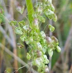 Briza minor (Shivery Grass) at Dunlop, ACT - 15 Oct 2020 by trevorpreston