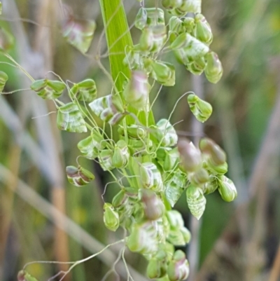 Briza minor (Shivery Grass) at Dunlop, ACT - 15 Oct 2020 by trevorpreston