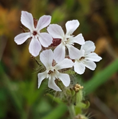 Silene gallica var. gallica (French Catchfly) at Holt, ACT - 15 Oct 2020 by trevorpreston