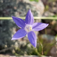 Wahlenbergia sp. (Bluebell) at Holt, ACT - 15 Oct 2020 by trevorpreston