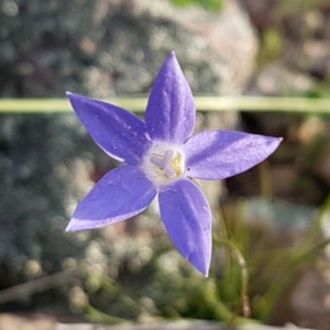 Wahlenbergia sp. at Holt, ACT - 15 Oct 2020