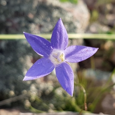 Wahlenbergia sp. (Bluebell) at Holt, ACT - 15 Oct 2020 by tpreston