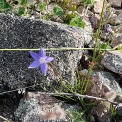 Wahlenbergia sp. at Holt, ACT - 15 Oct 2020