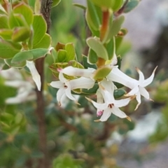 Brachyloma daphnoides (Daphne Heath) at Holt, ACT - 15 Oct 2020 by trevorpreston
