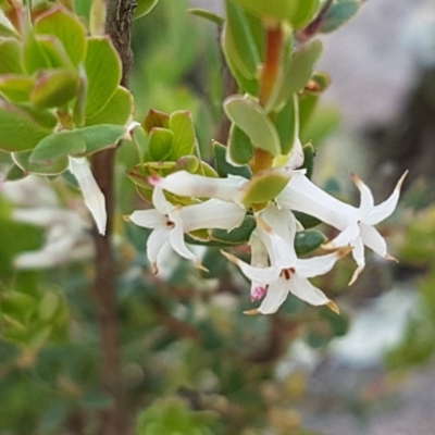 Brachyloma daphnoides (Daphne Heath) at Holt, ACT - 15 Oct 2020 by trevorpreston