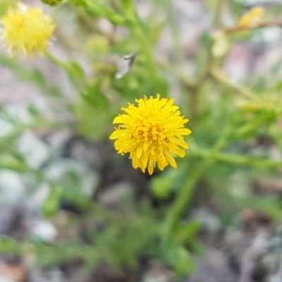 Calotis lappulacea (Yellow Burr Daisy) at Holt, ACT - 15 Oct 2020 by trevorpreston
