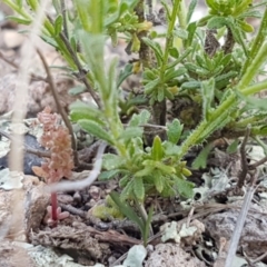 Calotis lappulacea at Holt, ACT - 15 Oct 2020