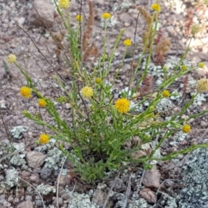 Calotis lappulacea at Holt, ACT - 15 Oct 2020