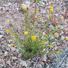 Calotis lappulacea at Holt, ACT - 15 Oct 2020