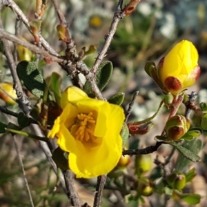 Hibbertia obtusifolia at Holt, ACT - 15 Oct 2020