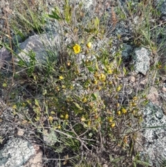 Hibbertia obtusifolia at Holt, ACT - 15 Oct 2020