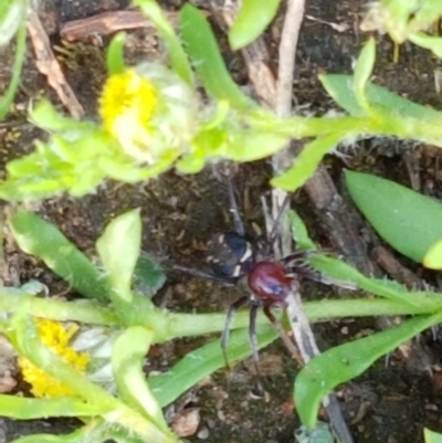 Habronestes bradleyi (Bradley's Ant-Eating Spider) at Ginninderry Conservation Corridor - 15 Oct 2020 by trevorpreston