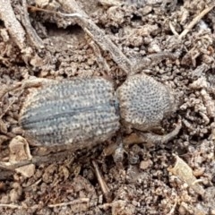 Cubicorhynchus sp. (genus) (Ground weevil) at Ginninderry Conservation Corridor - 15 Oct 2020 by trevorpreston