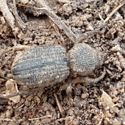 Cubicorhynchus sp. (genus) (Ground weevil) at Holt, ACT - 15 Oct 2020 by tpreston