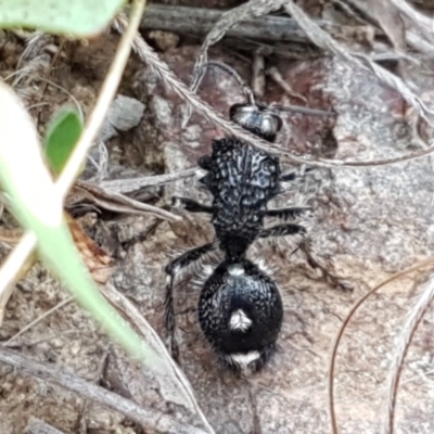 Bothriomutilla rugicollis (Mutillid wasp or velvet ant) at Holt, ACT - 15 Oct 2020 by trevorpreston