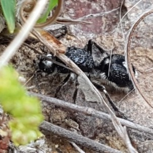 Bothriomutilla rugicollis at Ginninderry Conservation Corridor - 15 Oct 2020