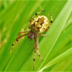 Araneus hamiltoni (Hamilton's Orb Weaver) at Uriarra Recreation Reserve - 14 Oct 2020 by JohnBundock