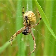 Araneus hamiltoni at Stromlo, ACT - 14 Oct 2020