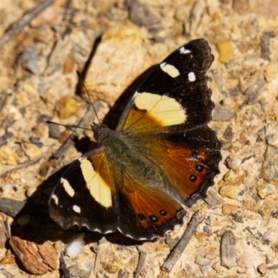 Vanessa itea (Yellow Admiral) at QPRC LGA - 10 Oct 2020 by trevsci