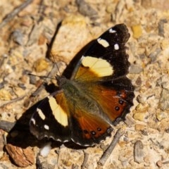 Vanessa itea (Yellow Admiral) at Tallaganda State Forest - 10 Oct 2020 by trevsci